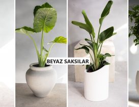 Beyaz Beton Saksı