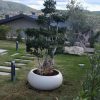 buyuk-beton-bonsai-saksisi