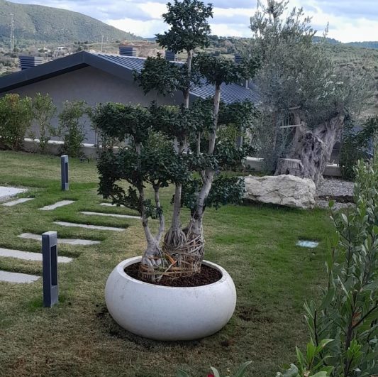 buyuk-beton-bonsai-saksisi